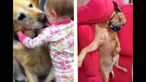 🐕 🤣Best Funny Animal Videos Of The 2023 !When God sends you a funny dog 🤣