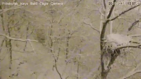Pittsburgh Hays Bald Eagle Camera