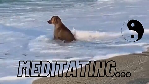 Meditating...(Dogs Series 1)