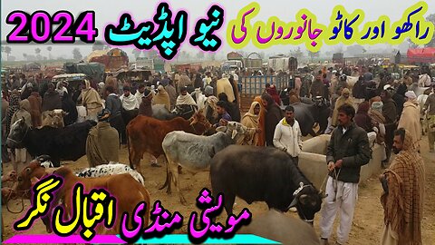 Mandi Iqbal Nagar punjab| Buffalo Fresh Rates Update in Pakistan | Buffalo Mandi 2024