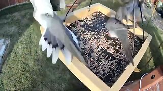 Palomas peleando por la comida