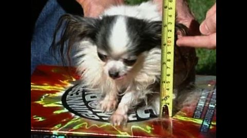 World's Tallest Dog Meets World's Smallest Dog