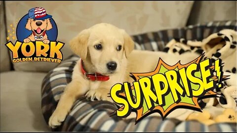York Labrador retriever puppy birthday surprise!! Funny Video
