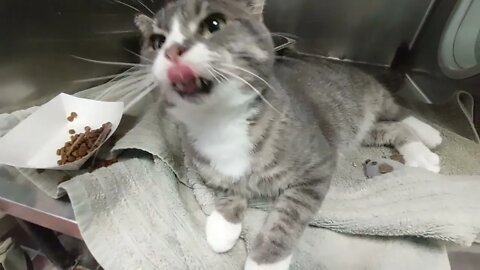"JD" kitty with rhinitis found in liquor store parking lot | Niagara SPCA Adoption Focus