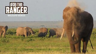 Amboseli Elephant Herd In Golden Light | Zebra Plains Safari