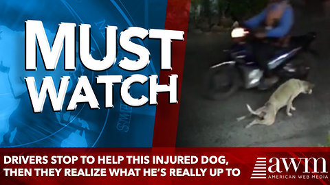 Drivers Stop To Help This Injured Dog, Then They Realize What He’s Really Up To