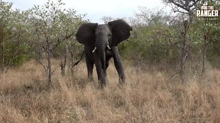 Funny Wildlife | Teenage Elephant Tantrum!! (Introduced By Glitch Out)