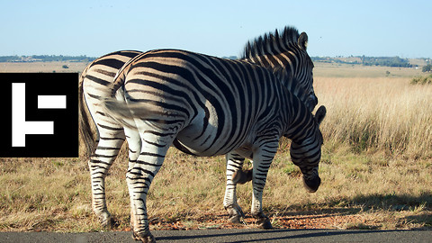 The Mysterious Zebras of California’s Highway 1