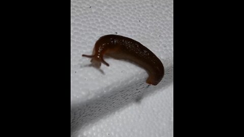 Amazing Nature: Slug On Styrofoam