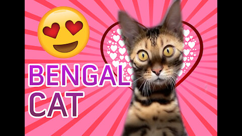 My bengal cat