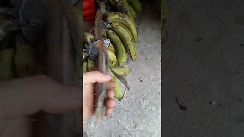 吃香蕉🍌