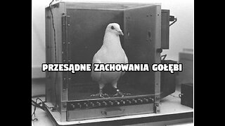 Zachowania przesądne - gołębie i nagrody