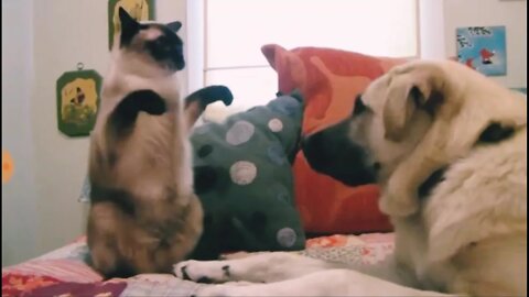 cat and dog boxing! Who do you think will win? try not to laugh - 2021 - HD