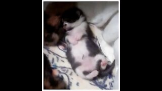 HIGHLIGHT 001: Mellie May's Kittens - Belly Up! (From Video Diary Entry 009)