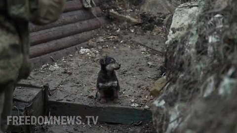 UKRAINE SOLDIERS spit freezing puppy