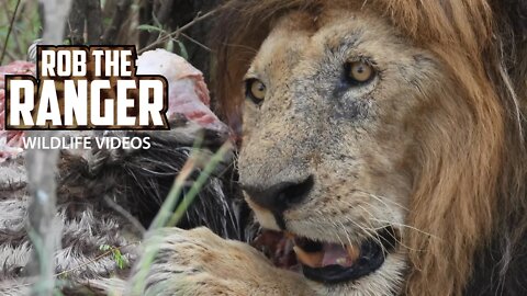 Old Lion Lolparpit Eats A Zebra Taken From Hyenas | Maasai Mara Safari | Zebra Plains