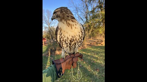 Redtail hawk catches squirrel