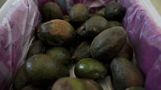 Avocado Import Ban Signals Mexican Cartel Activity