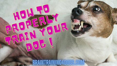 "Secrets Revealed: Mind-Altering Dog Training at BrainTraining4Dogs.com"