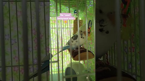 Moozi “the babybird” budgie