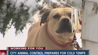 CALL 6: Animal control reminds owners to bring pets in during bitterly cold temps