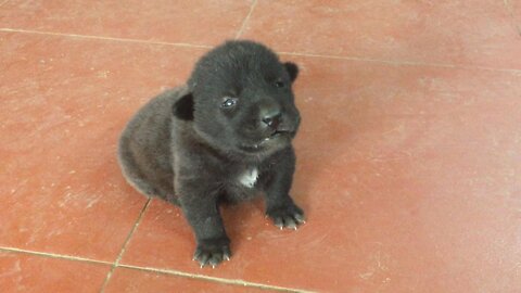 PUPPIES HOWLING - A Cute Puppy Howling Videos Compilation || BEST OF