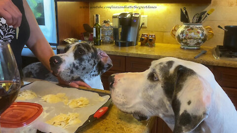 Fast Foodie Great Dane Blows Bubbles While Catching Cheese