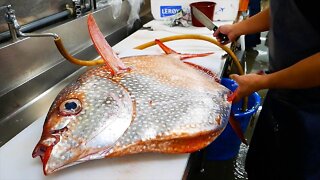 Japanese street food - Giant Sunfish Japan Seafood