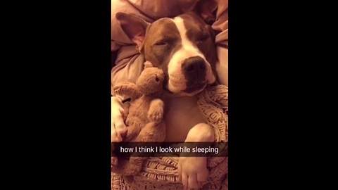 Allow this pit bull to accurately portray how we all feel about sleeping. The reality is too funny!