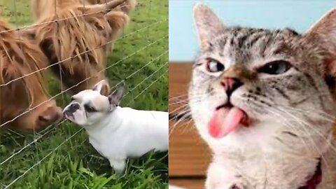 Funny Animals 2023 - Cute Dogs and Cats Doing Funny Things 