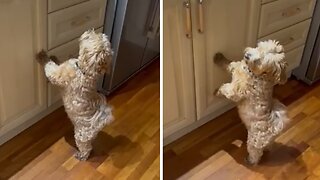 Pup super excited about roasted chicken on the counter