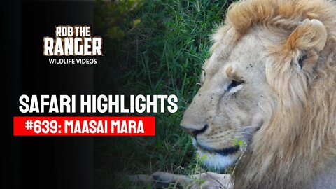 Safari Highlights #639: 21st September 2021 | Maasai Mara/Zebra Plains | Latest Wildlife Sightings