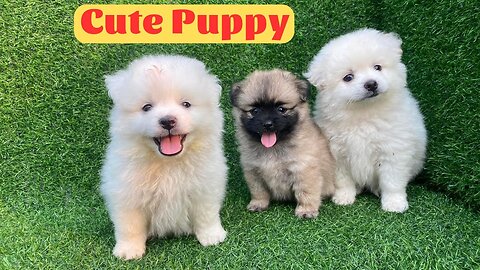 Watch This Fluffy Puppy Melt Your Heart!