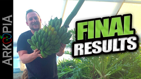 Harvesting Banana Bunch in -30C Canada - Final Results (Taste, Texture, Weight, Size, Amount)