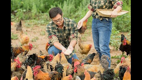 Hen Farm Feeding Scene 😍 !!!