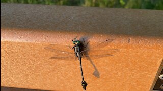 A dragonfly on the bench