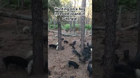 I went bow hunting on a hog infested island in Georgia. No fences! #hoghunting #bowhunting #hunting