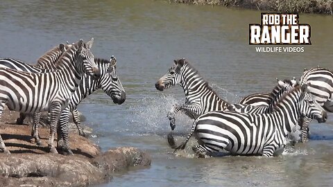 Zebra Crossing | Maasai Mara Safari | Zebra Plains