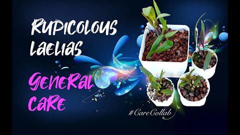 Rupicolous Laelia General Care | Mediterranean Climate | Semi Hydroponics #CareCollab
