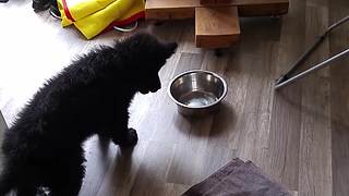 Puppy picks fight with harmless water bowl