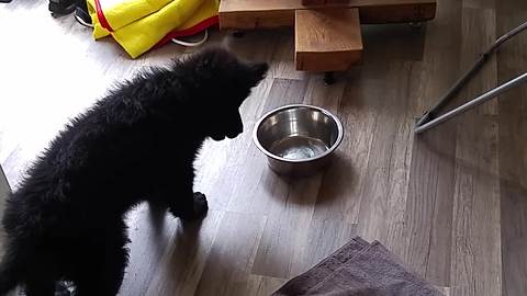 Puppy picks fight with harmless water bowl