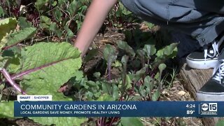 Community gardens in Arizona promote savings, health