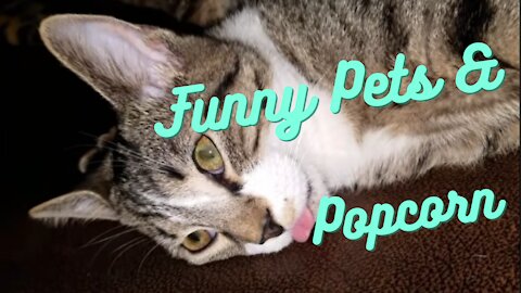 FUNNY PETS BEING FUNNY 🐼🐻🦝 | Funny Pets & Popcorn
