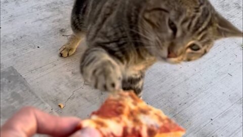This beautiful Kitty loves pizza and comes everyday to get her share