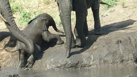 Struggling Baby Elephant Gets A Helping Trunk From Its Mother