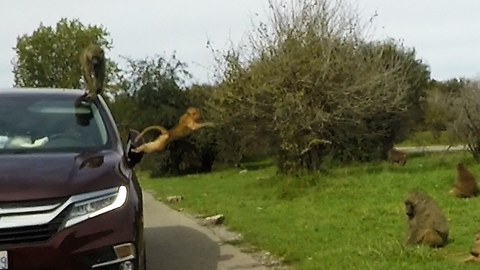 Baby monkeys use family van for hilarious antics