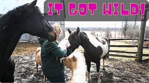 Introducing Our New Mini Pig To The Horses!