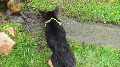 German Shepherd's (Kali) First Day Near Water