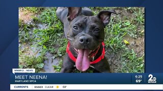 Neena the dog is up for adoption at the Maryland SPCA