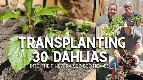 😀 Transplanting 30 Dahlias into Raised Beds 😀